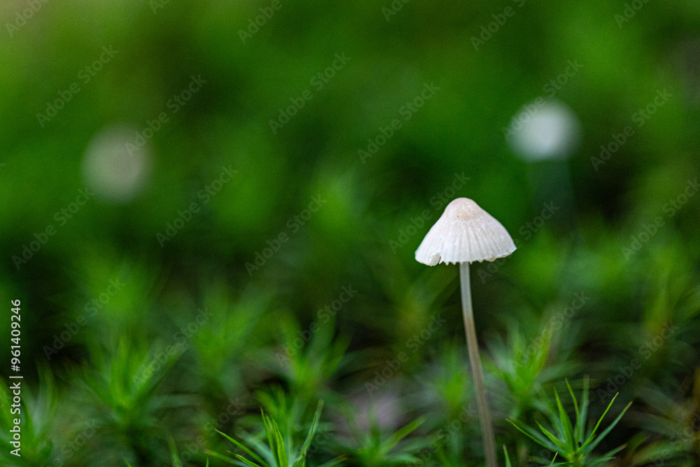 Close-up of a tiny bleeding helmet mushroom (Mycena haematopus) standing alone in moss Close-up of a tiny bleeding helmet mushroom (Mycena haematopus) standing alone in moss