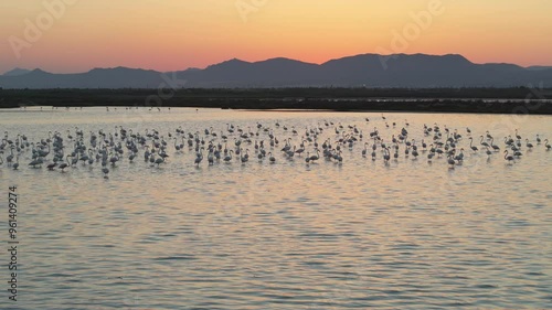 Close-up of flamingos in water and in flight. Saline lake at sunset, slow motion capture. Wing movements in orange sunset. Calm water, flamingos foraging. Bird sanctuary.