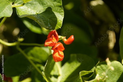Fotografie Phaseolus coccineus, known as runner bean, scarlet runner bean, or multiflora bean, is a plant in the legume family, Fabaceae