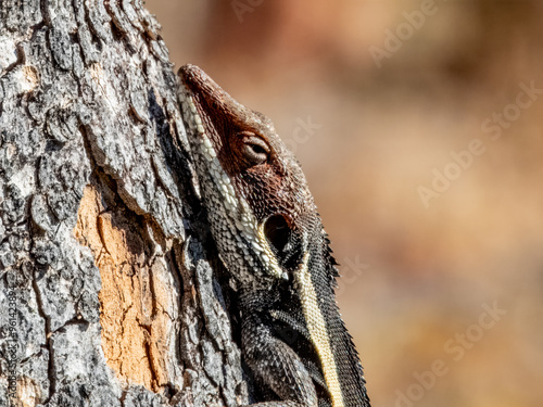 Long-nosed Water Dragon (Lophognathus longirostris) in Australia photo