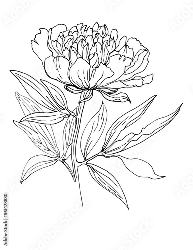 Pione Sketch of flowers. Flowers vector line drawing. Drawn by a black line on a white background. photo