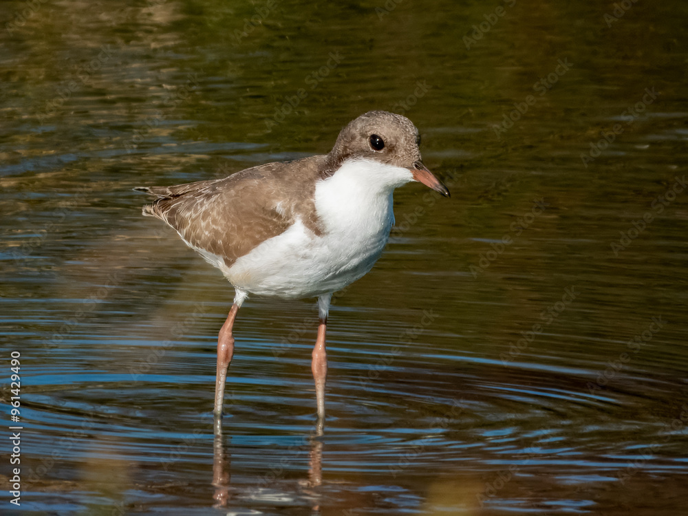 Red-kneed Dotterel - Erythrogonys cinctus in Australia Red-kneed Dotterel - Erythrogonys cinctus in Australia