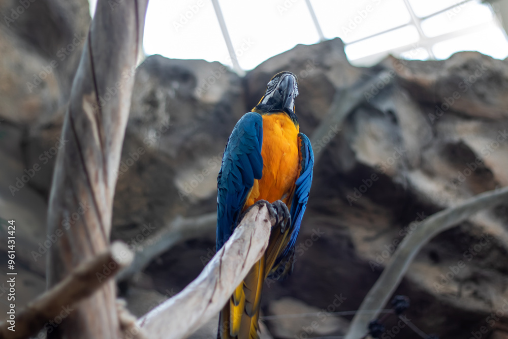 Obraz premium A vibrant blue and yellow parrot is perched comfortably on a tree branch