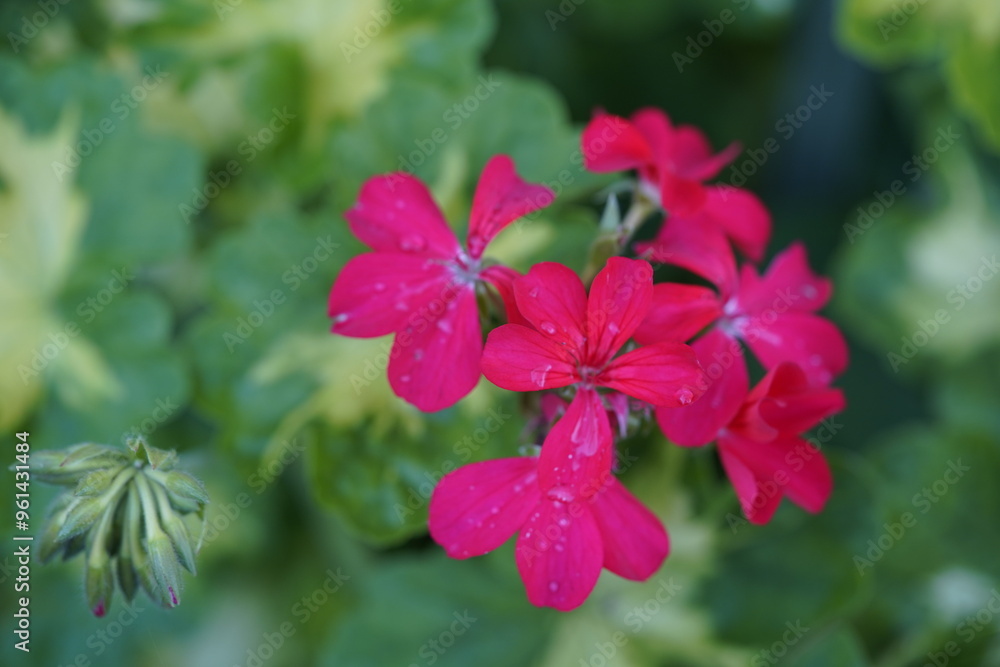 Pelargonium, Happy Thought, Geraniaceae family. Hanover Berggarten, Germany.
Pelargonium, Happy Thought, Geraniaceae family. Hanover Berggarten, Germany.