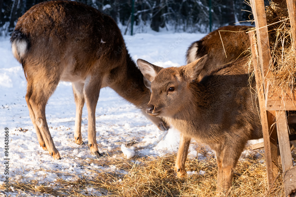 A female spotted deer on a frosty winter day A female spotted deer on a frosty winter day