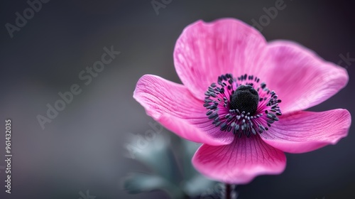  A tight shot of a pink blossom featuring a black core and a black stamen at its heart