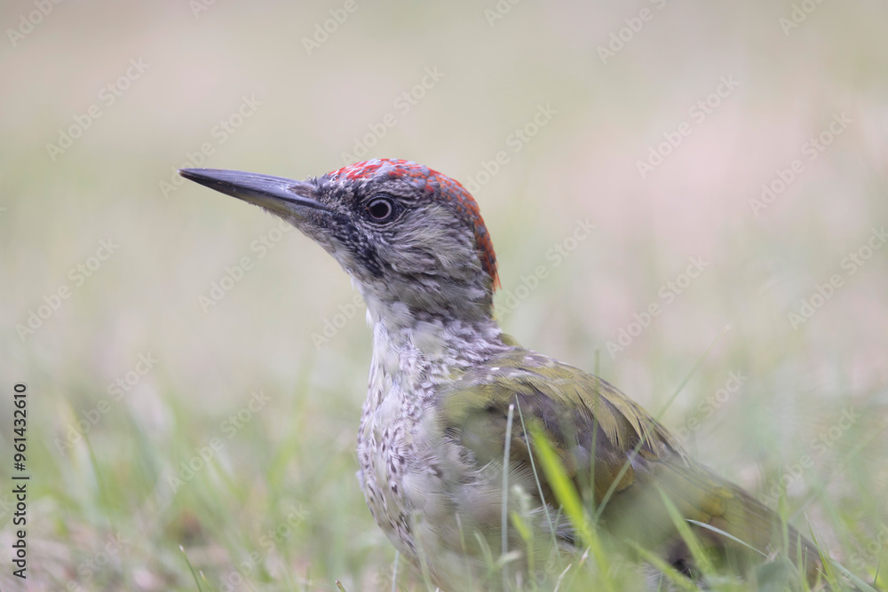 Portrait of a juvenile European green Woodpecker Picus viridis Portrait of a juvenile European green Woodpecker Picus viridis