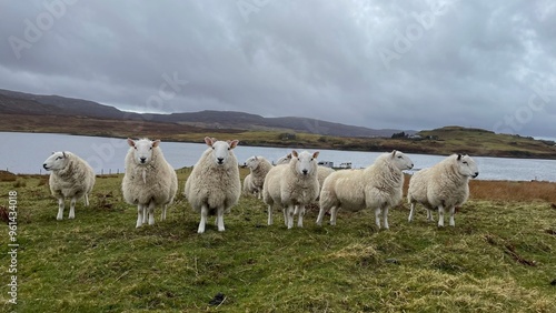 Photogenic sheep, clean, beautiful sheep, idyllic surroundings on Isle of Skye.