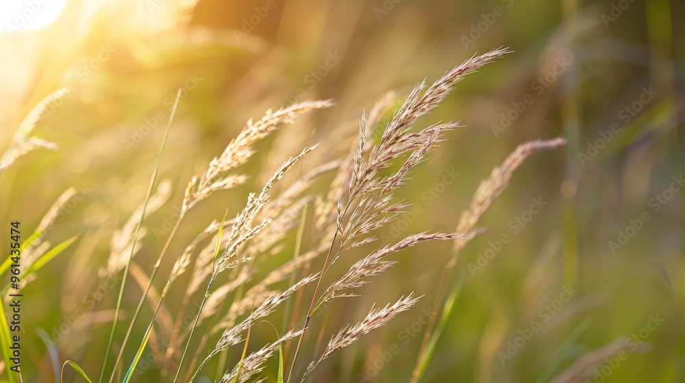 Obraz premium blades swaying, wind whispering, sun rays filtering through