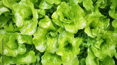 Fresh Green Lettuce Leaves Close Up Texture Background