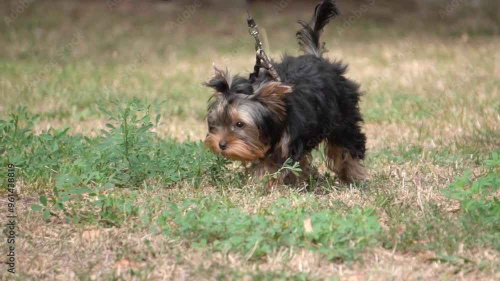 Yorkshire Terrier Walking in the Park, Slow Motion Yorkshire Terrier Walking in the Park, Slow Motion