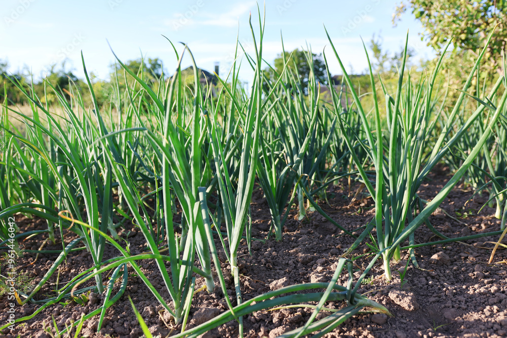 Obraz premium Onions grow in the garden. Growing onions.