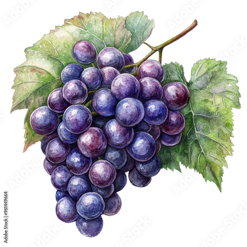Fresh purple grape cluster with vibrant leaves, perfect for illustrations, culinary designs, or health-related themes.
