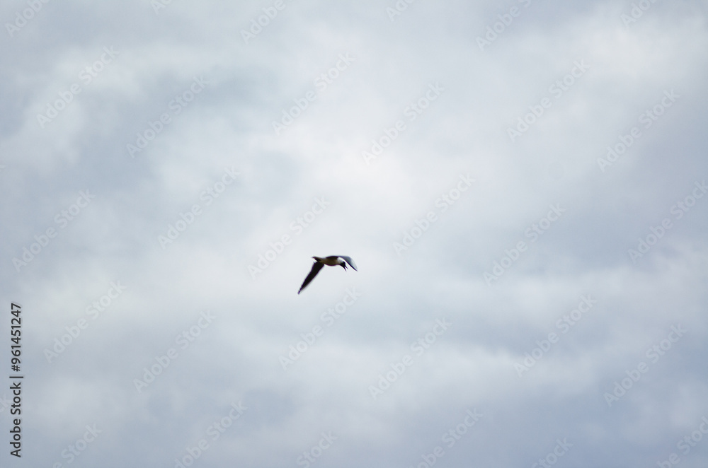 A seagull flies in the tin-colored sky A seagull flies in the tin-colored sky