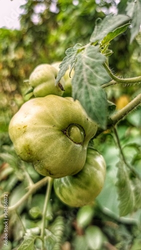 Green tomatoes on branch