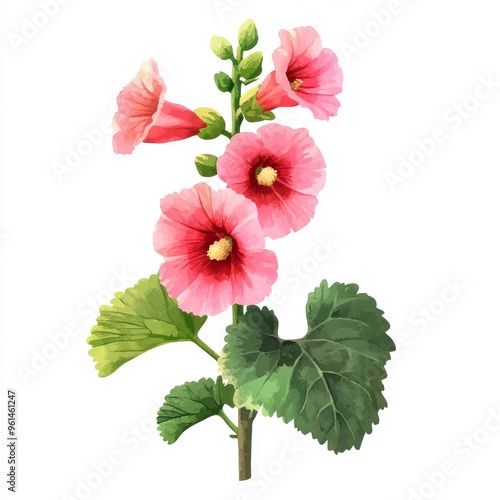 Flowers of the Mallow pink family (Alcea rosea, malva, hollyhock, Althaea rugosa). Watercolor illustration isolated on white. photo