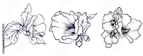 set of black and white hand-drawn hibiscus flowers vector