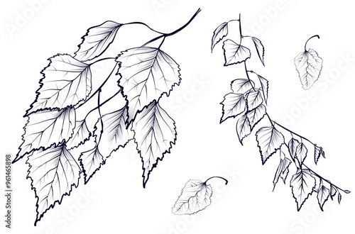 a set of black and white hand-drawn drawings of branches with birch foliage vector