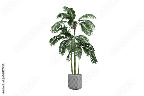 Palm flower in pot isolated on white, 3d render
