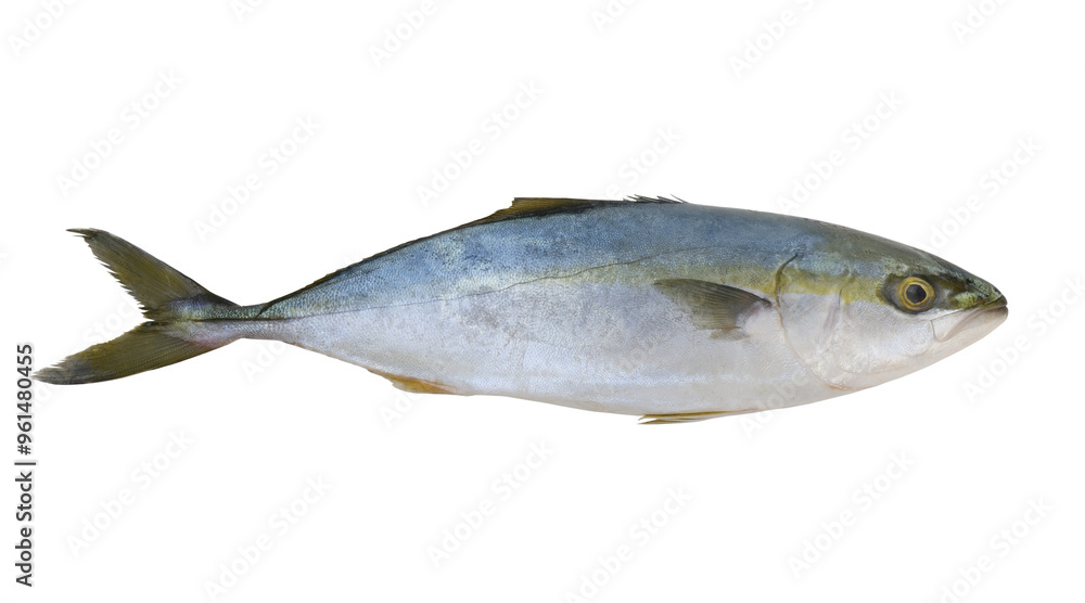Fresh yellowtail amberjack fish isolated on white Fresh yellowtail amberjack fish isolated on white