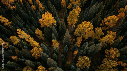 Aerial View of an Autumn Forest