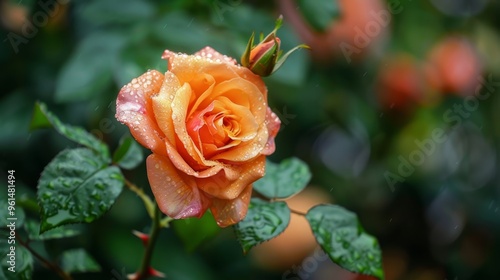 Wallpaper Mural  A rose, its petals dotted with water droplets, against a backdrop of a lush green bush Torontodigital.ca