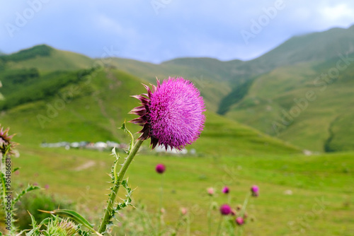 Pink milk thistle flowers on the field, against the background of mountains. Ecology, health, liver cleansing, detox. Close up.