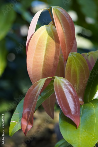 New leaves of Cinnamomum verum (Cinnamomum zeylanicum, family Lauraceae. Hanover Berggarten, Germany.