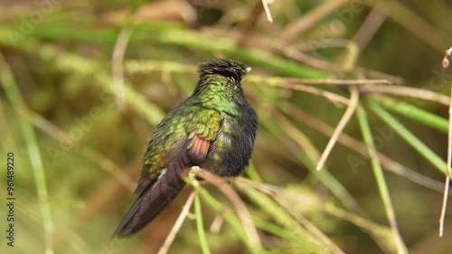 Small hummingbird sitting on the branch in the green tropic forest, La Paz, Vera Blanca, Costa Rica. Black-bellied Hummingbird, Eupherusa nigriventris, black head bird endemic in Costa Rica.  photo