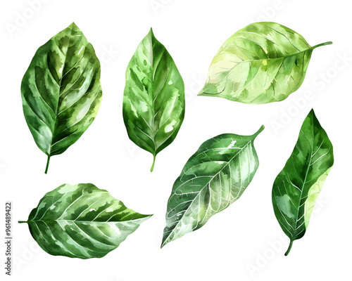 Six green watercolor leaves isolated on a white background. Perfect for adding a touch of nature to your designs.