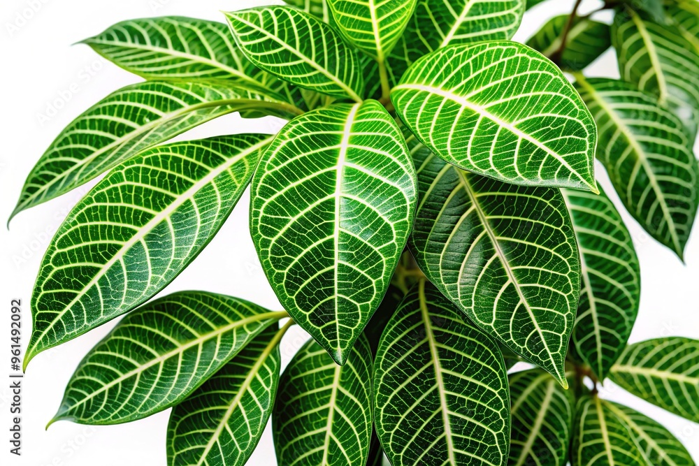 Vibrant green leaves of the boboa tree, also known as olon, with intricate veins and waxy texture, isolated on a white background, showcasing nature's beauty. Vibrant green leaves of the boboa tree, also known as olon, with intricate veins and waxy texture, isolated on a white background, showcasing nature's beauty.