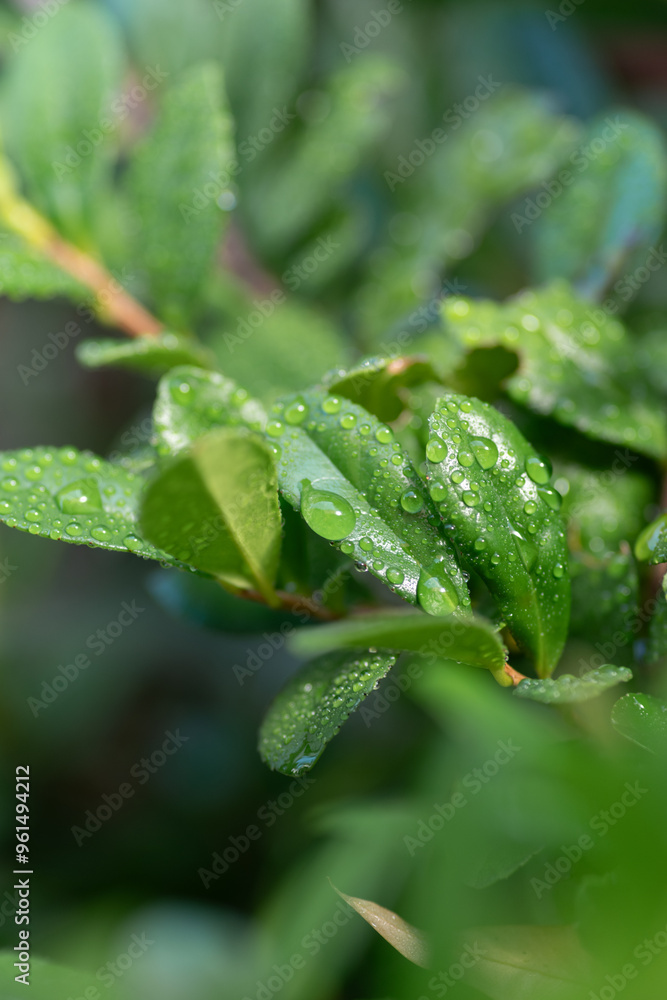 雨に濡れた葉っぱ 雨に濡れた葉っぱ