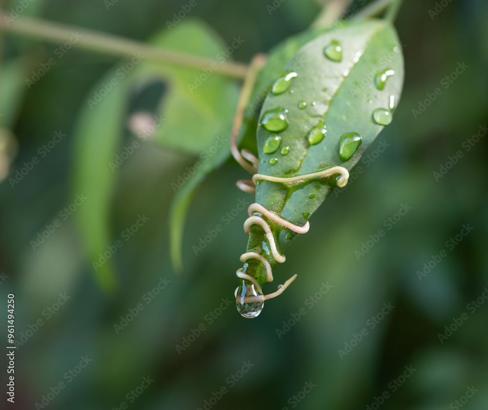 雨に濡れた葉っぱ 雨に濡れた葉っぱ