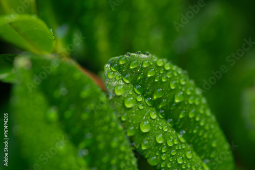 雨に濡れた葉っぱ photo