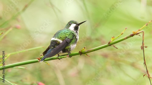 Birdwatching in Costa Rica. Tinny green bird. Nice hummingbird Green Thorntail, Discosura conversii with green vegetation, La Paz, Costa Rica. Birdwatching in Central America, wildlife. photo