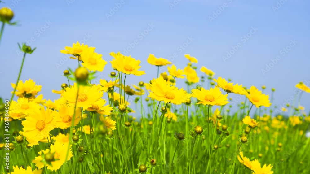 beautiful summer scenery with yellow flowers captured in a fresh and delicate style beautiful summer scenery with yellow flowers captured in a fresh and delicate style