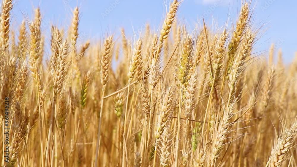 video of golden wheat fields with plump grains swaying in the wind video of golden wheat fields with plump grains swaying in the wind
