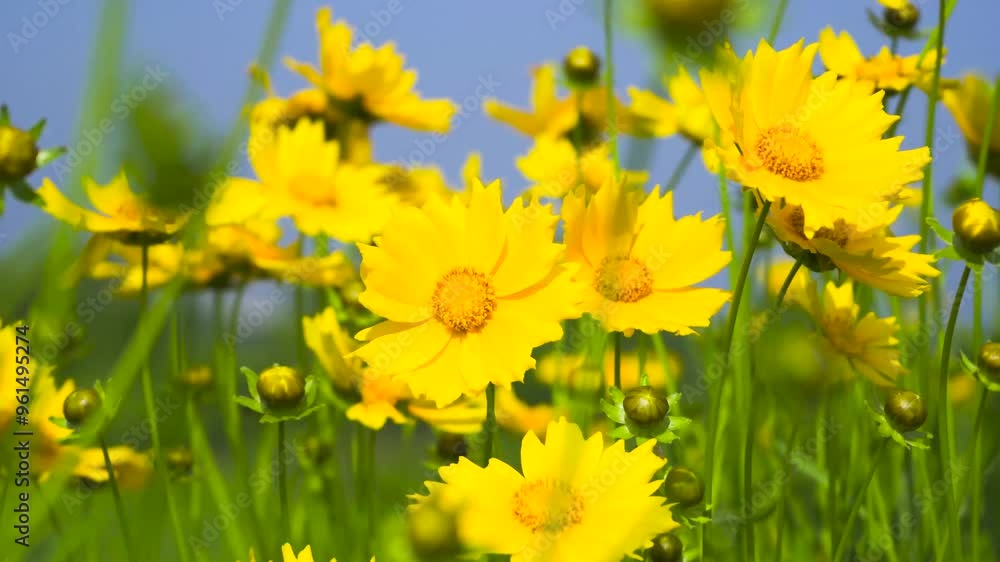 beautiful summer scenery with yellow flowers captured in a fresh and delicate style beautiful summer scenery with yellow flowers captured in a fresh and delicate style