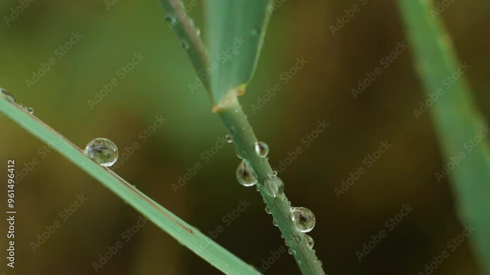 video of plant leaves with water droplets after rain, capturing a warm and healing atmosphere video of plant leaves with water droplets after rain, capturing a warm and healing atmosphere