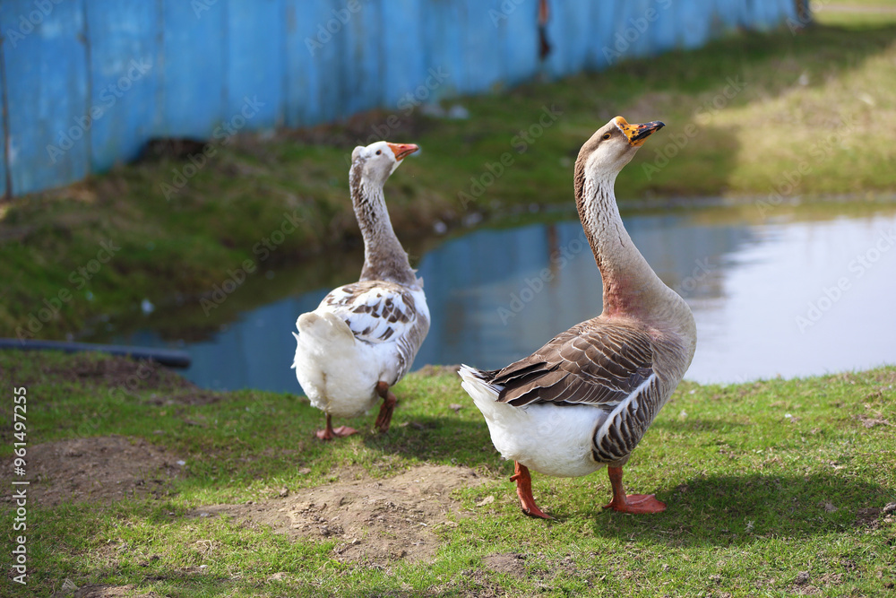 Geese with orange beaks swim in a man-made pond with murky water on a summer day in a farmyard. Geese with orange beaks swim in a man-made pond with murky water on a summer day in a farmyard.