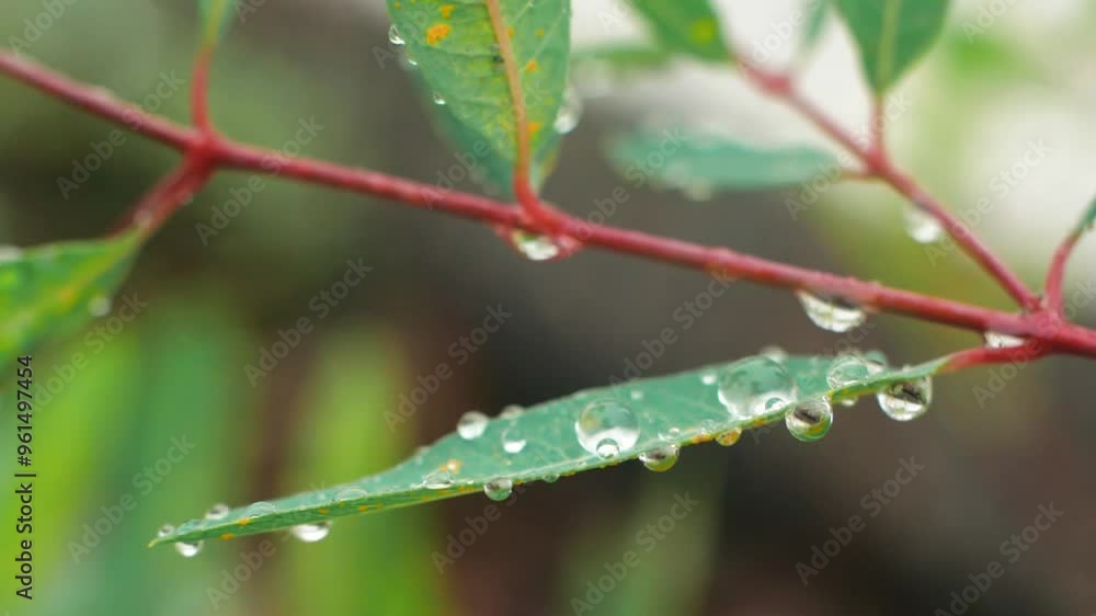 video of plant leaves with water droplets after rain, capturing a warm and healing atmosphere video of plant leaves with water droplets after rain, capturing a warm and healing atmosphere
