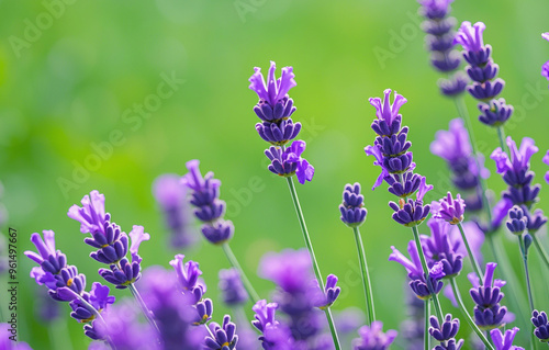 Lavender Herbal Plants for Relaxation