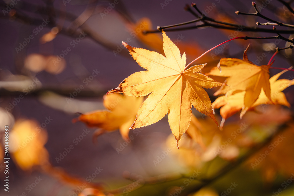 Beautiful maple leaves on the tree in autumn season. Beautiful maple leaves on the tree in autumn season.