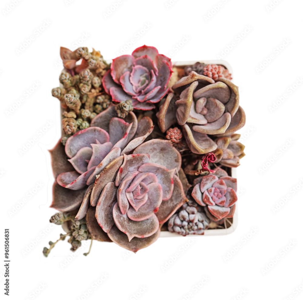 Obraz premium Succulent garden propagation. Echeveria flower rosette top view on white background