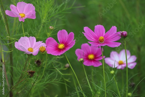 Pink and white cosmos bipinnatus blooming in the garden.