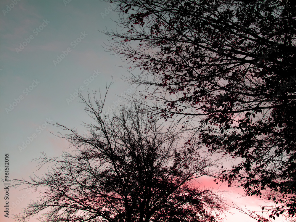Trees, sky and winter sunset in woods for outdoor ecosystem or calm nature in forest. Branches, dawn or late evening countryside with cold season, silhouette wallpaper or travel aesthetic in France