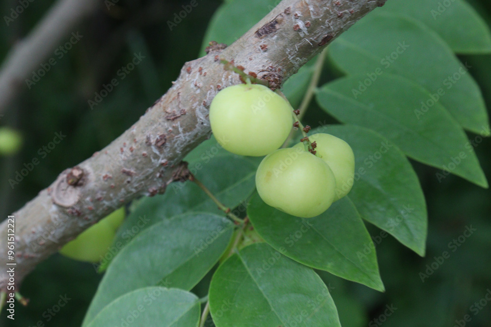 Phyllanthus acidus on tree in farm Phyllanthus acidus on tree in farm