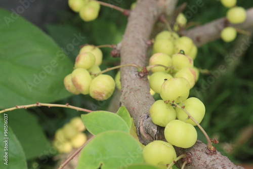 Phyllanthus acidus on tree in farm photo