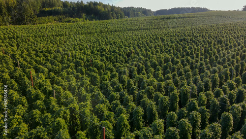 Bavarian Hops fields from top during September harvesting phase photo