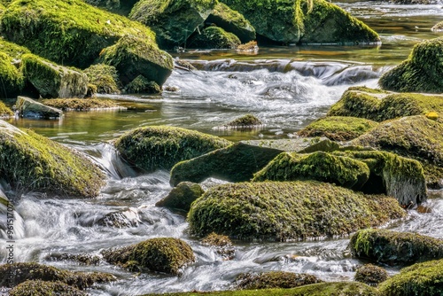 Moss-covered rocks in a stream